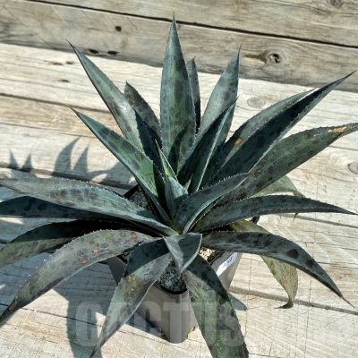 SH8248 Mangave 'Pineapple Express'