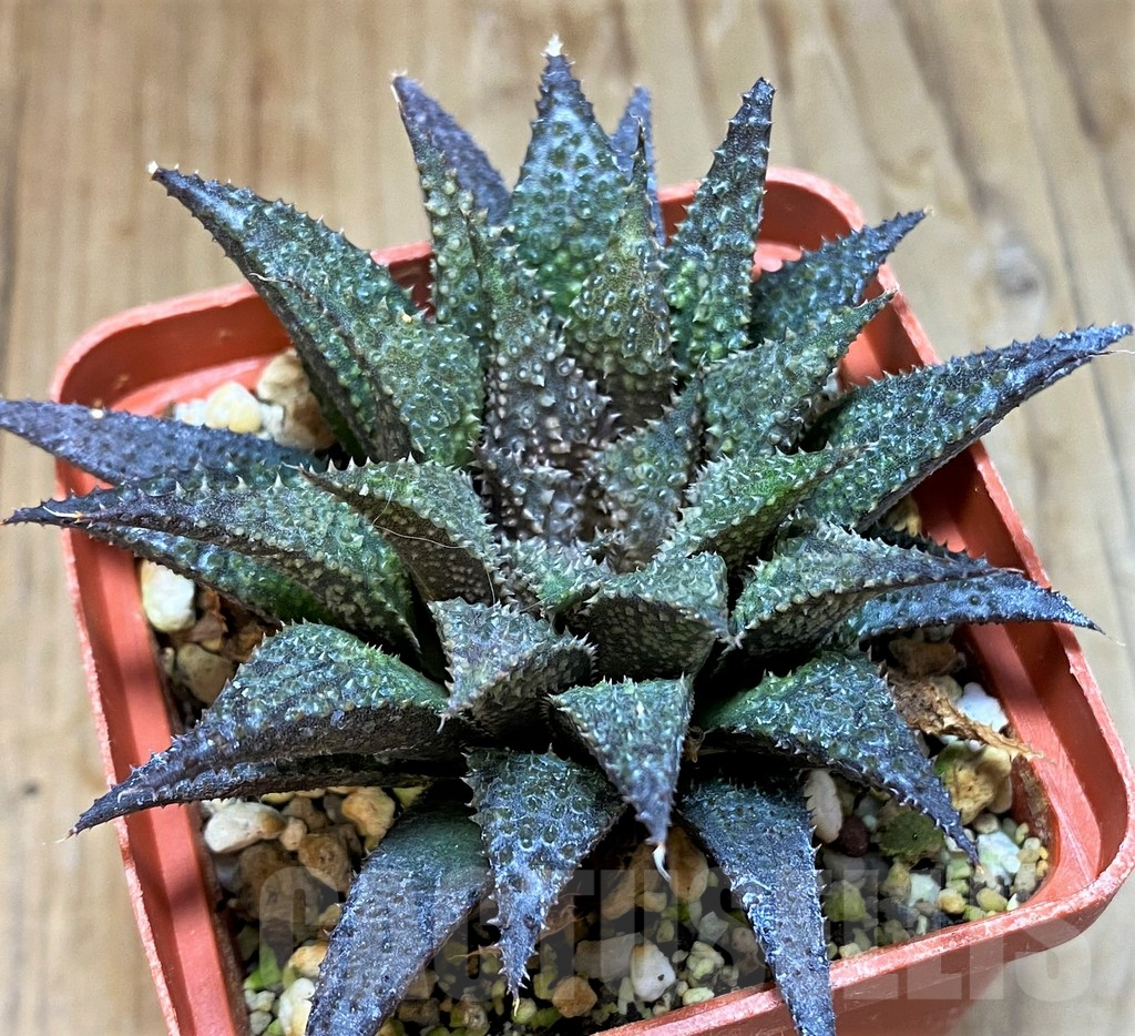 SH8299 Haworthia wimii x koelmaniorum - Image 2
