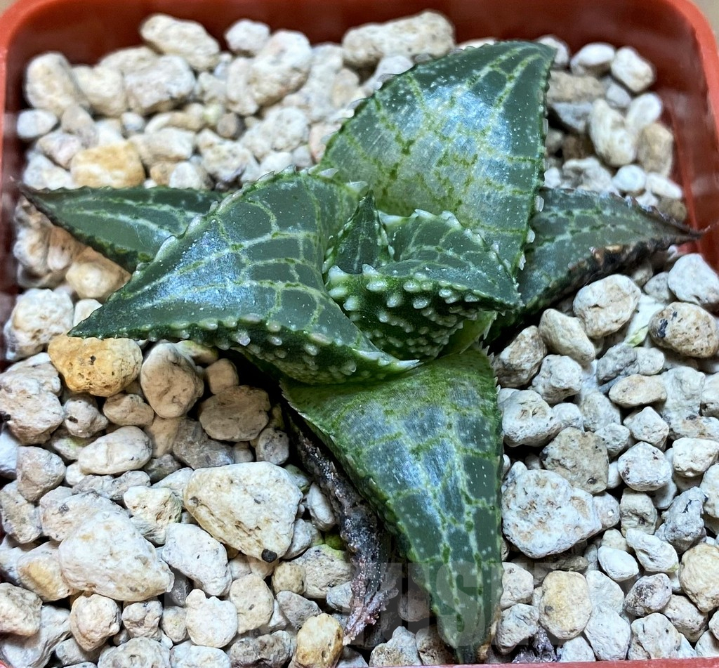 SH8300 Haworthia tessellata 'Fang' - Image 3