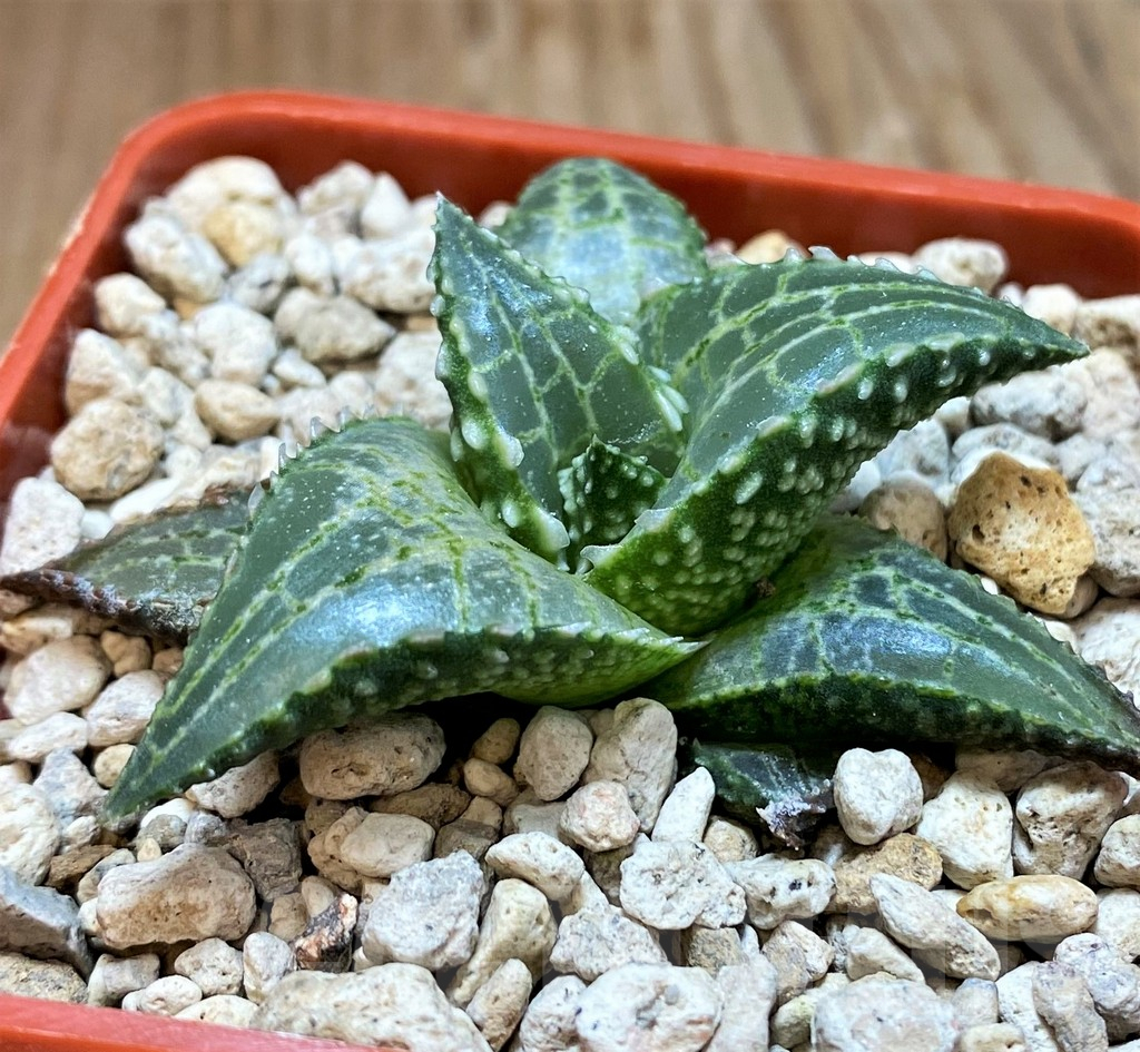 SH8300 Haworthia tessellata 'Fang' - Image 2