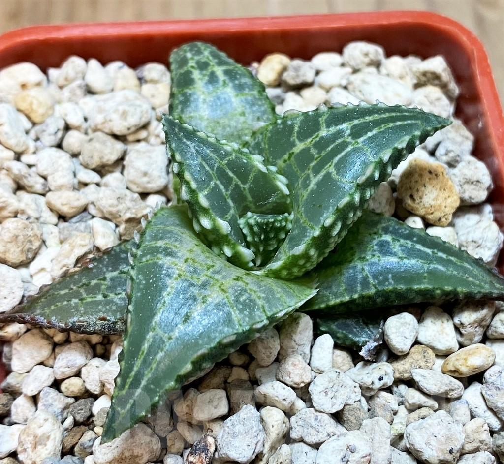 SH8300 Haworthia tessellata 'Fang'