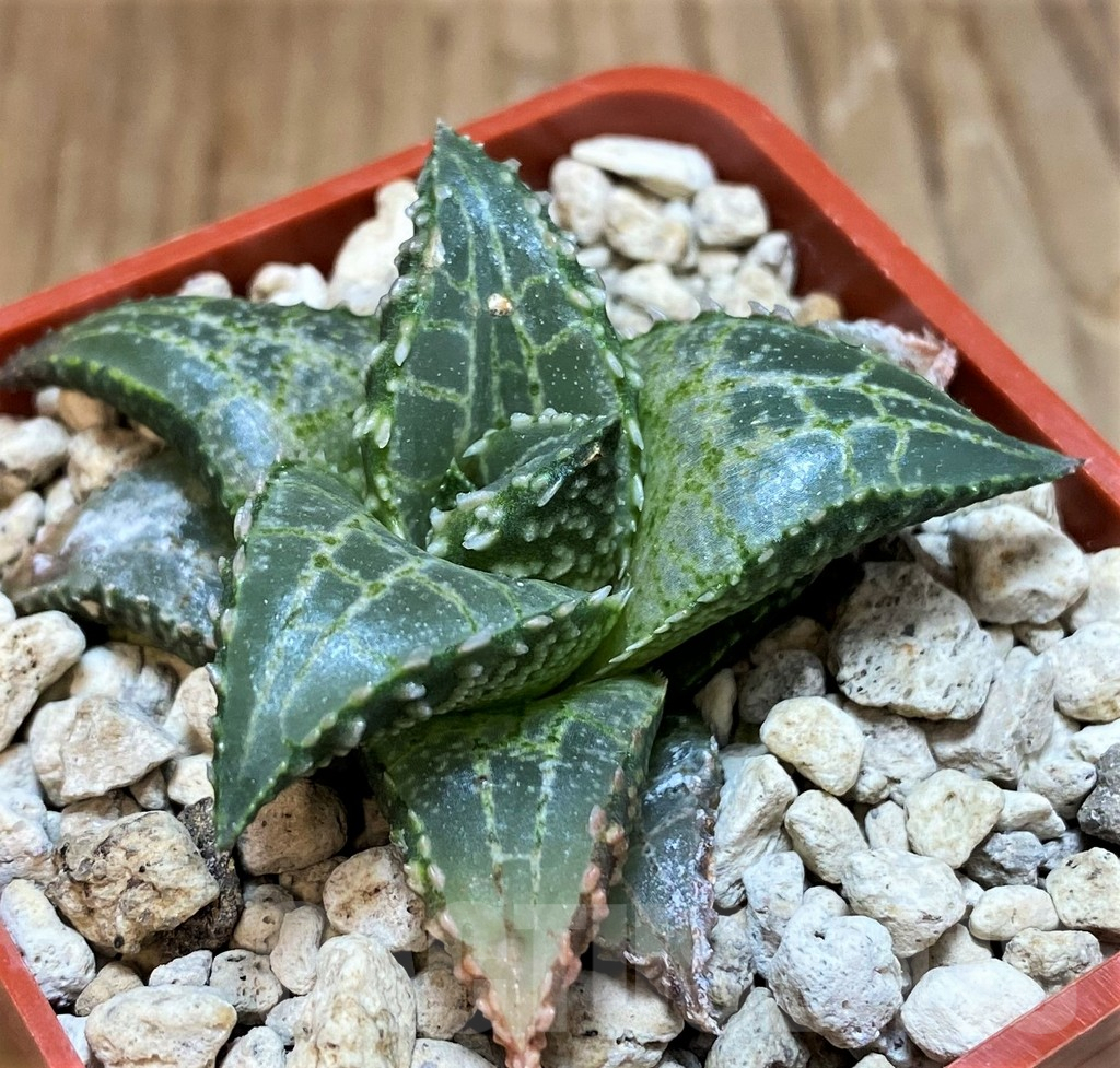 SH8301 Haworthia tessellata 'Fang' - Image 3