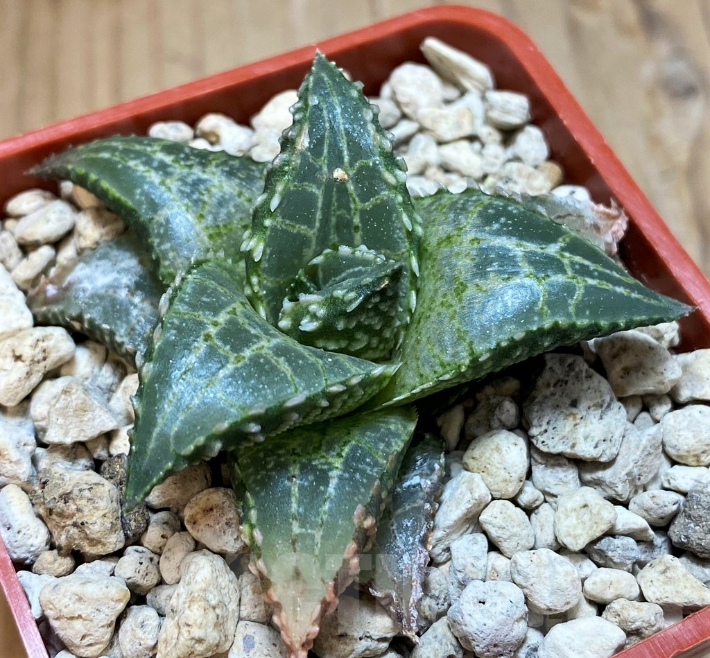 SH8301 Haworthia tessellata 'Fang' - Image 2