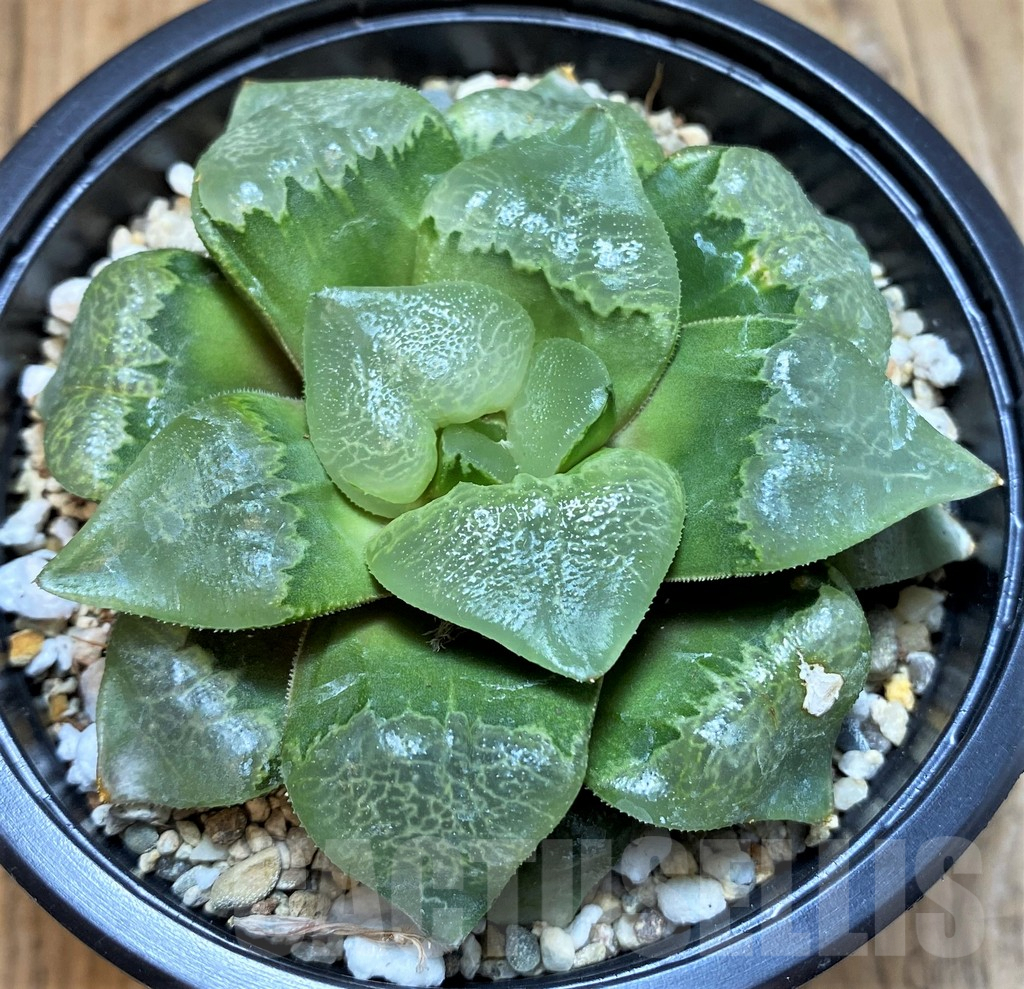 SH8303 Haworthia 'Xiangyun Ke' - Image 2