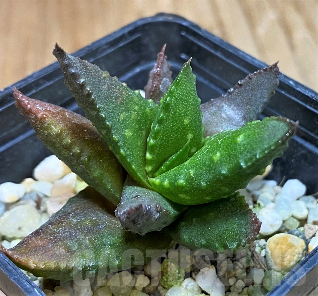 SH8306 Astroloba bullulata x Haworthia pumila - Image 2