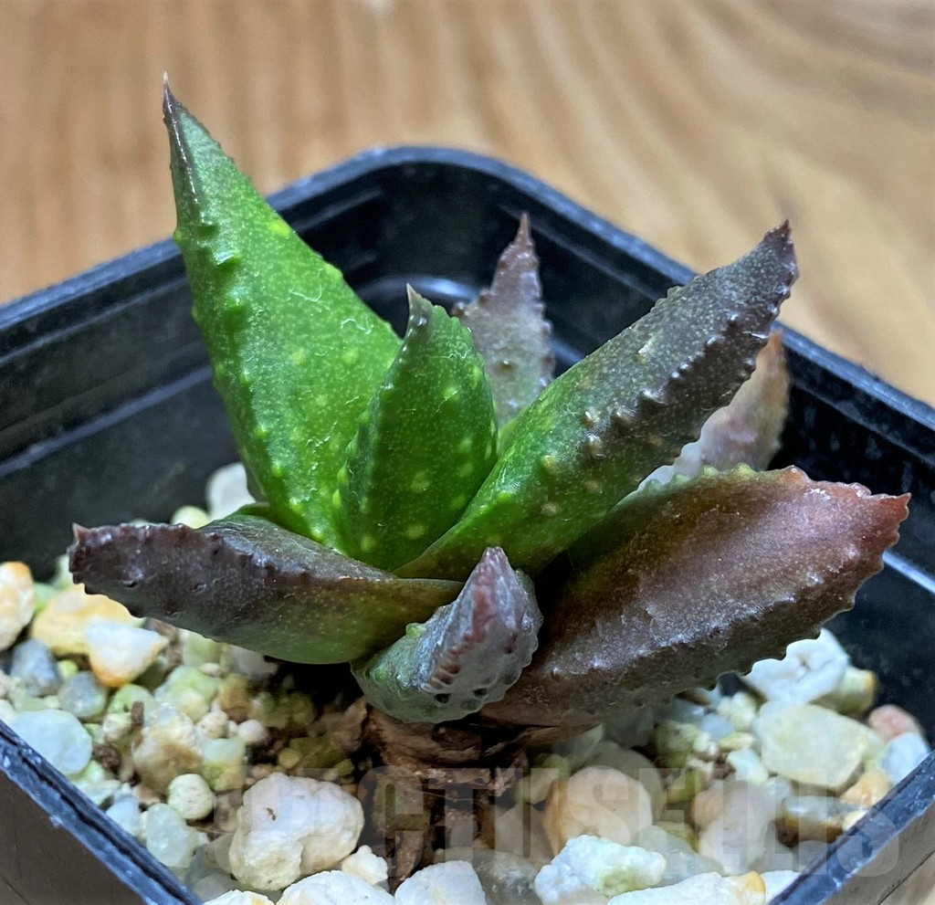 SH8306 Astroloba bullulata x Haworthia pumila