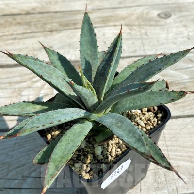 SH8249 Mangave ‘Bloodspot’