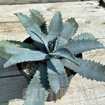 SH8251 Mangave 'Silver Fox'