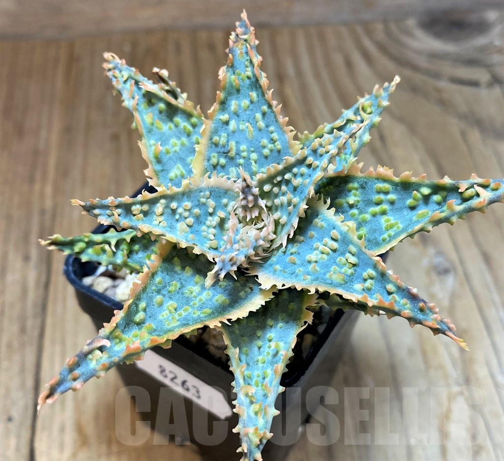 SH8263 Aloe TCT hybrid - Image 2