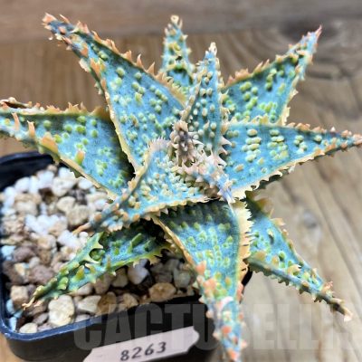 SH8263 Aloe TCT hybrid