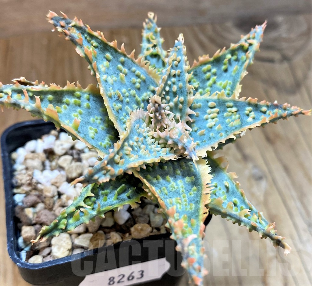 SH8263 Aloe TCT hybrid