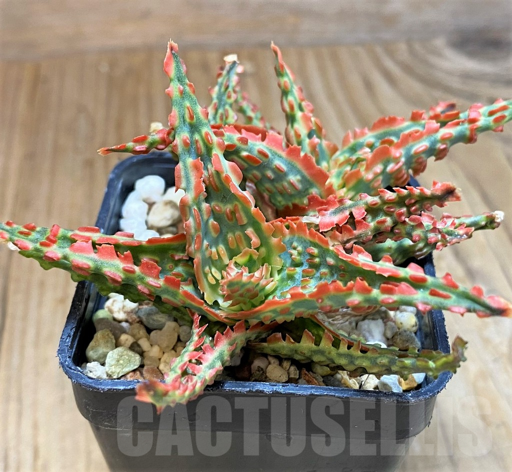 SH8267 Aloe TCT hybrid - Image 2