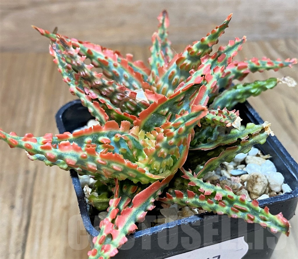 SH8267 Aloe TCT hybrid