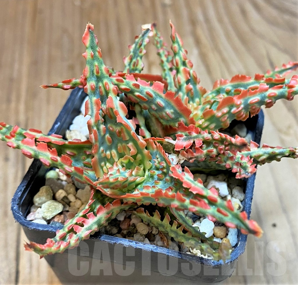 SH8267 Aloe TCT hybrid - Image 3
