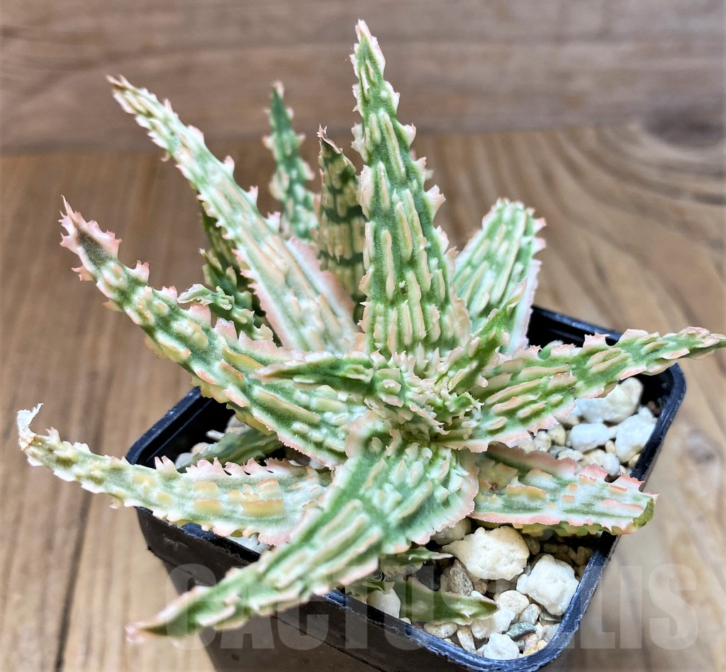 SH8268 Aloe TCT hybrid - Image 4