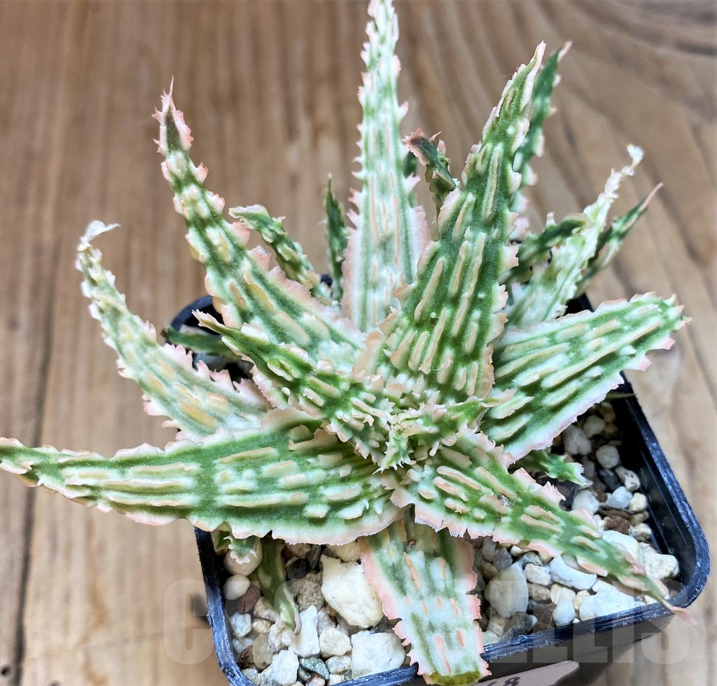 SH8268 Aloe TCT hybrid - Image 3