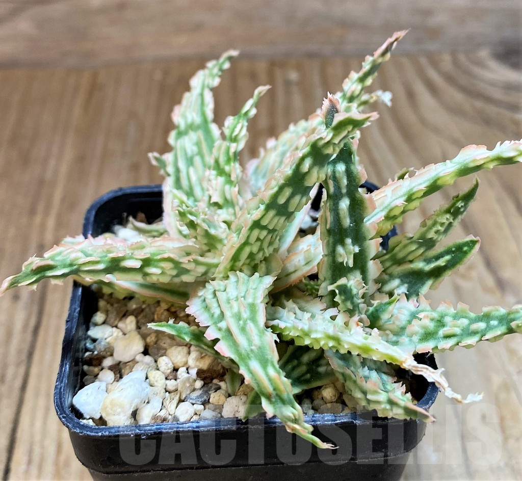 SH8268 Aloe TCT hybrid - Image 2