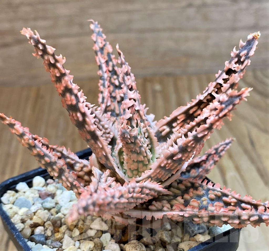SH8269 Aloe TCT hybrid - Image 2