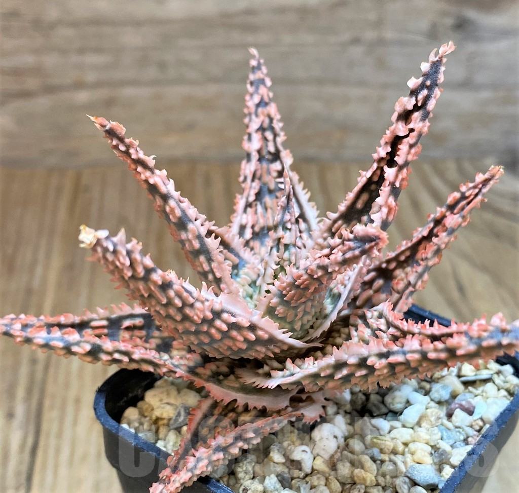 SH8269 Aloe TCT hybrid - Image 3