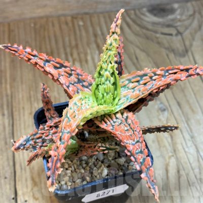 SH8271 Aloe TCT hybrid