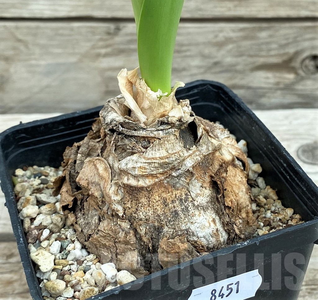 SH8451 Crinum sp. - Image 2