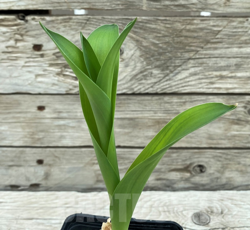 SH8451 Crinum sp.