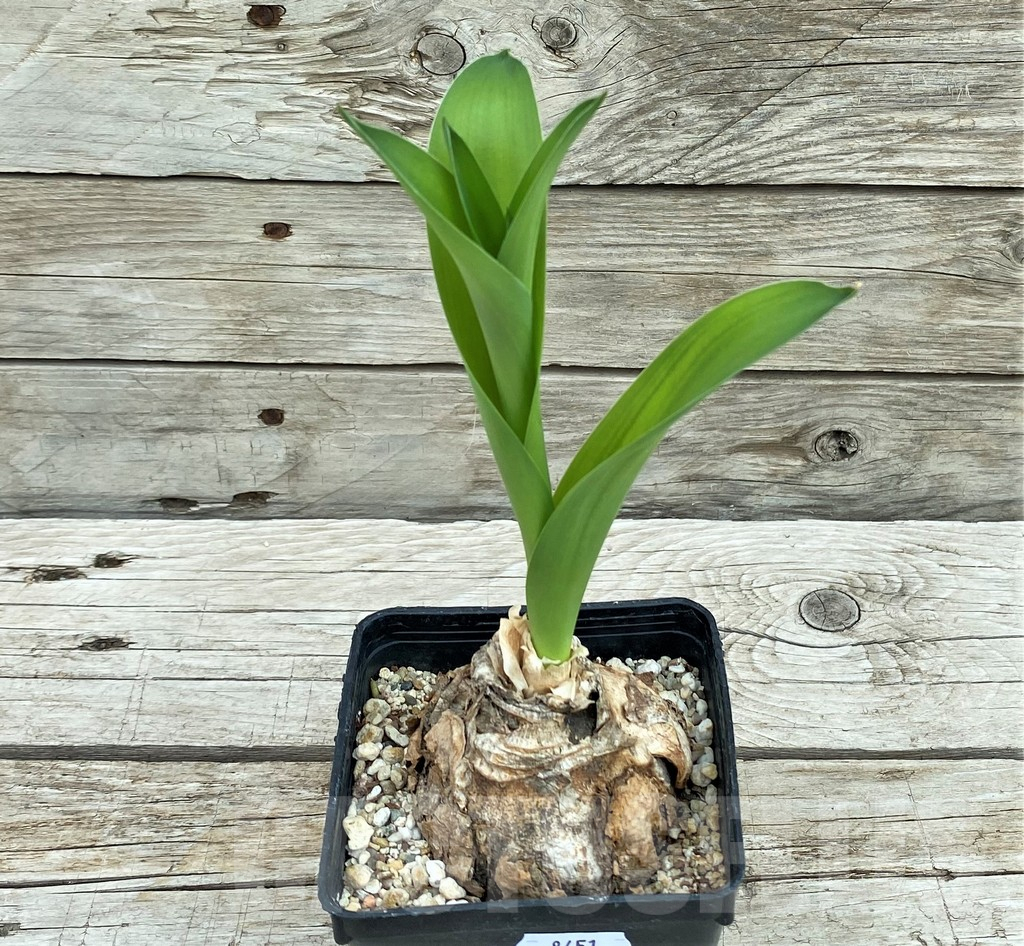 SH8451 Crinum sp. - Image 3