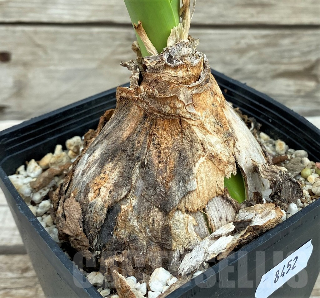 SH8452 Crinum sp. - Image 3