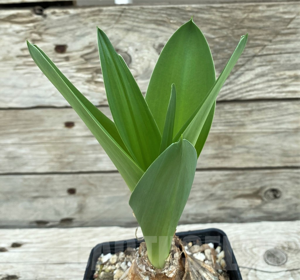 SH8452 Crinum sp.