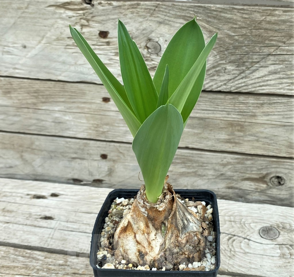 SH8452 Crinum sp. - Image 2