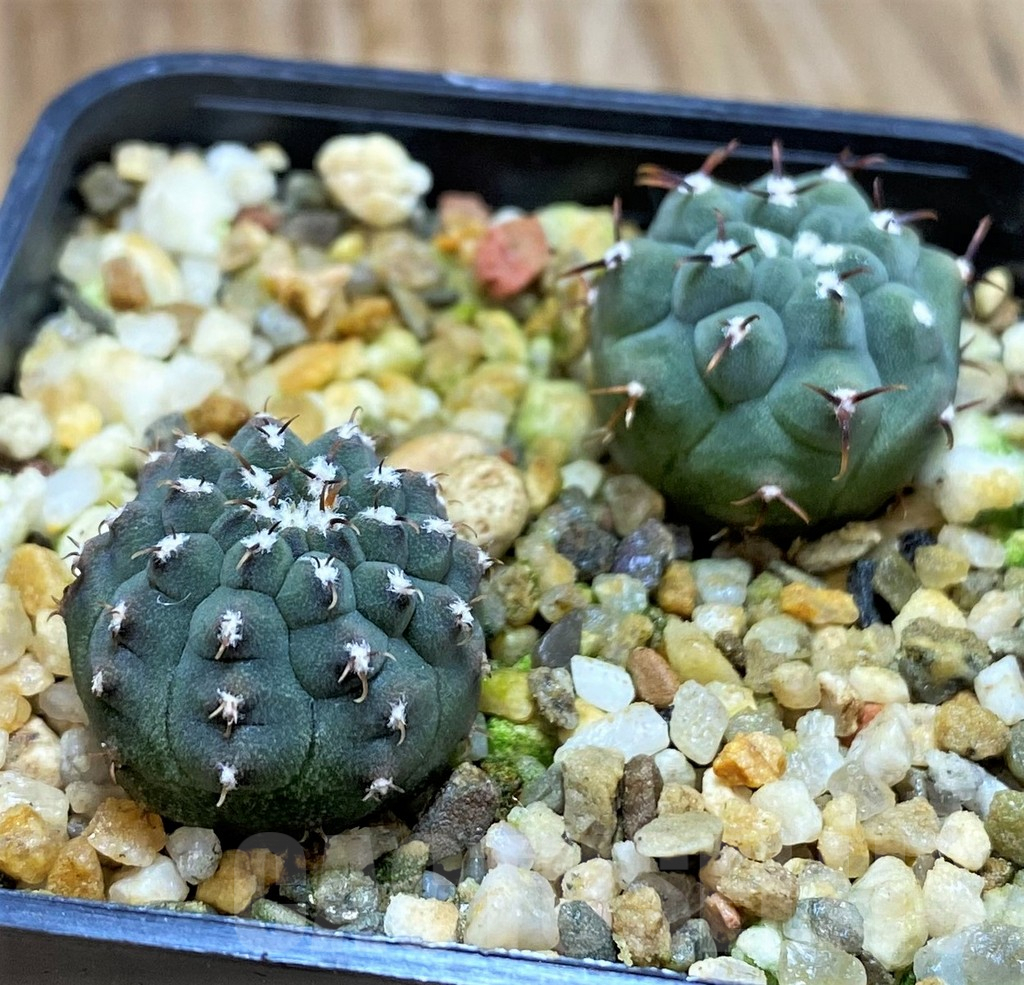 SH8412 Gymnocalycium vatteri v. unguispinum F2 - Image 2