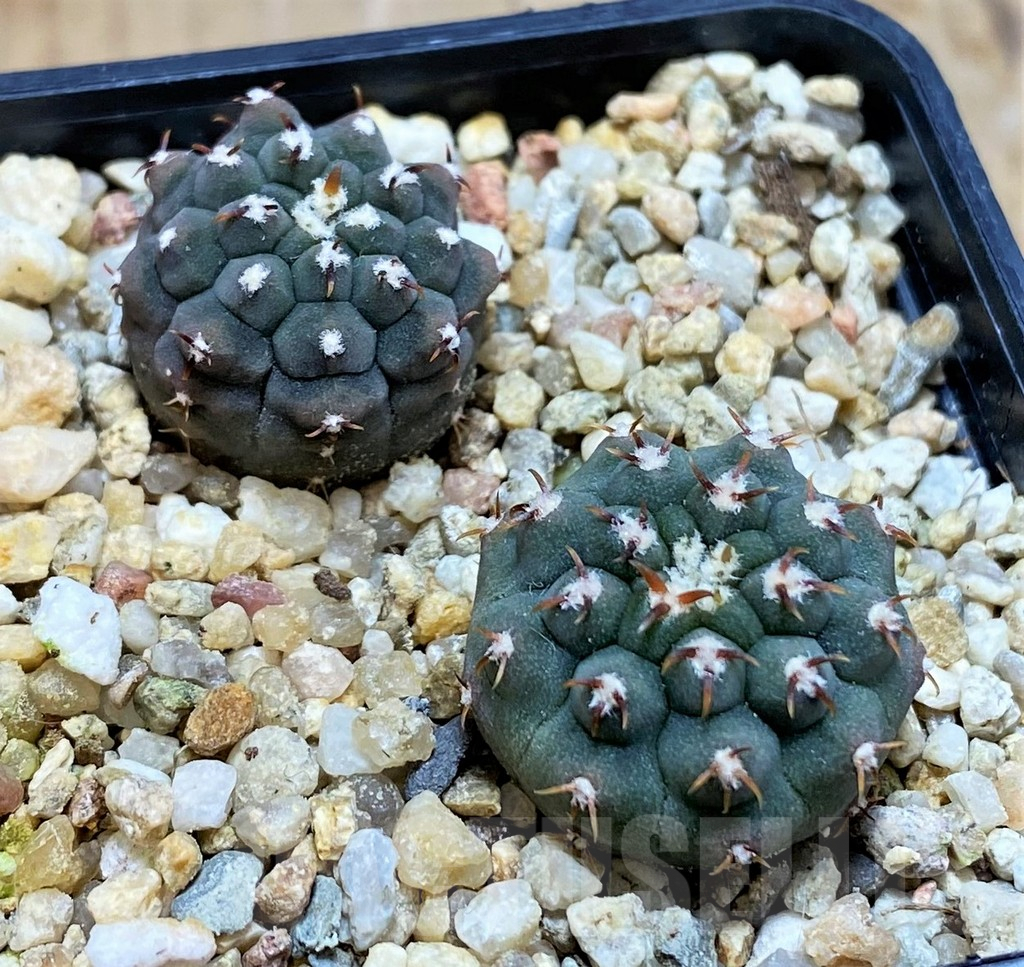 SH8413 Gymnocalycium vatteri v. unguispinum F2