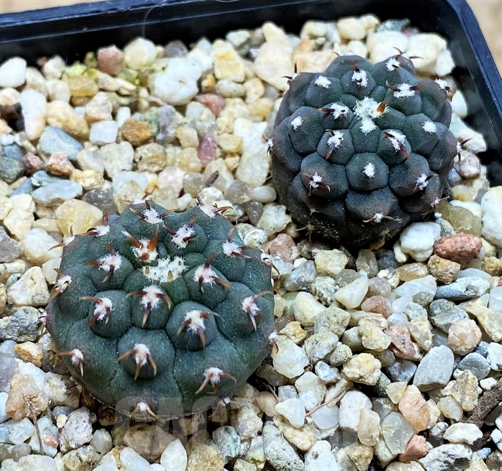 SH8413 Gymnocalycium vatteri v. unguispinum F2 - Image 2