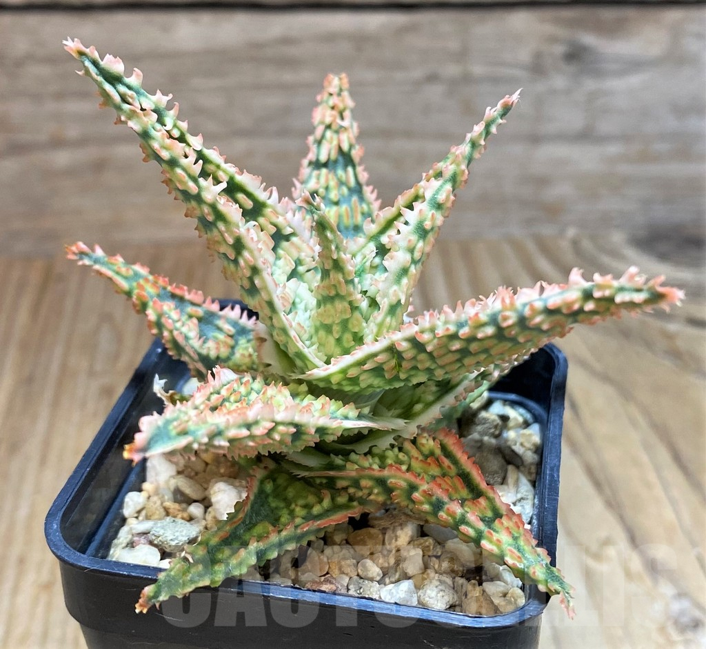 SH8419 Aloe TCT hybrid - Image 2