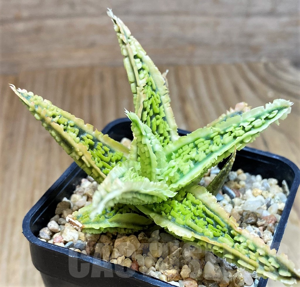 SH8420 Aloe TCT hybrid - Image 2