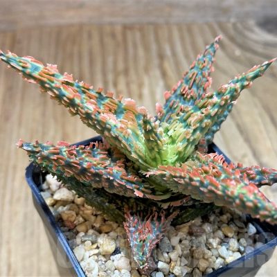 SH8421 Aloe TCT hybrid