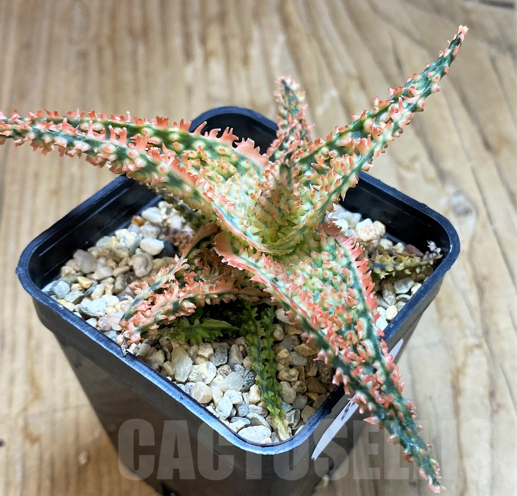 SH8423 Aloe TCT hybrid - Image 2