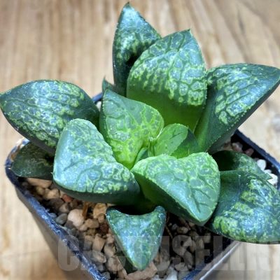 SH8426 Haworthia 'Kamen Butokai'