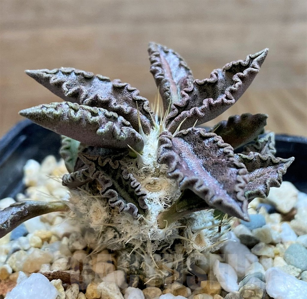 SH8429 Euphorbia tulearensis - Image 2