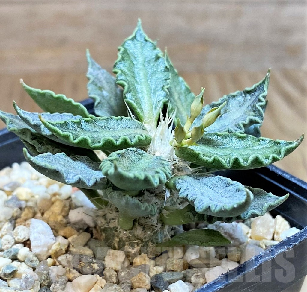 SH8430 Euphorbia tulearensis - Image 2