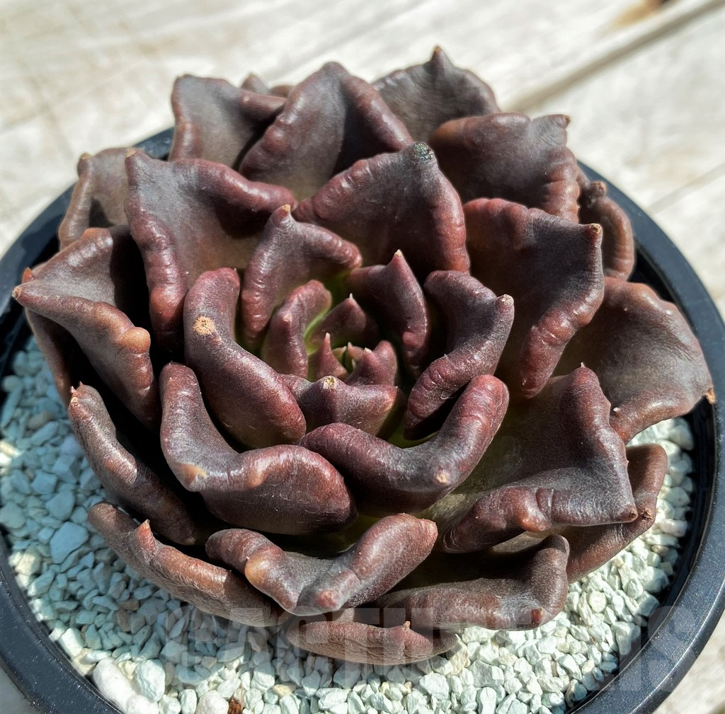 SH8551 Echeveria 'Black Dumpling'