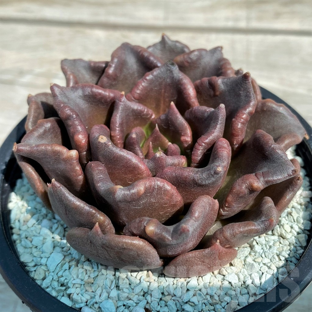 SH8551 Echeveria 'Black Dumpling' - Image 2