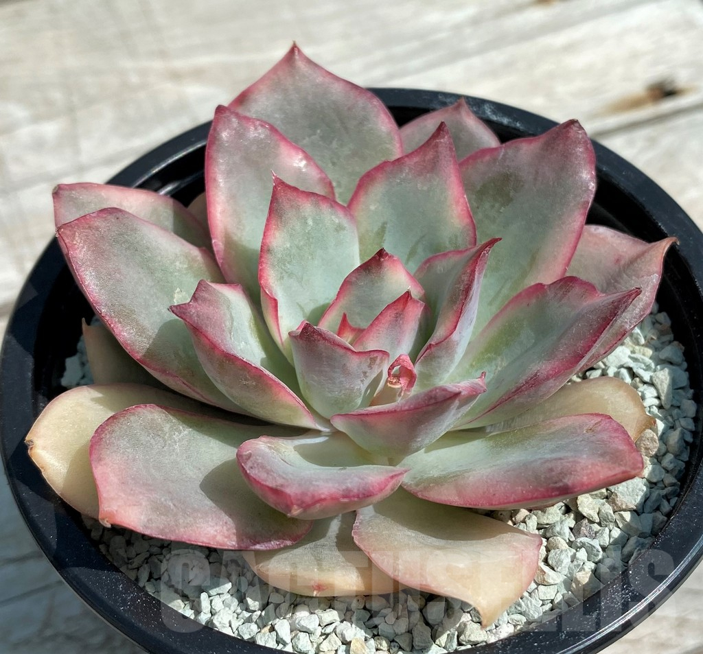 SH8555 Echeveria ‘Moon Goddess’ f. variegata