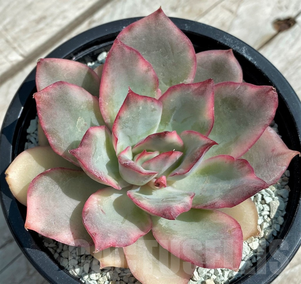 SH8555 Echeveria ‘Moon Goddess’ f. variegata - Image 2