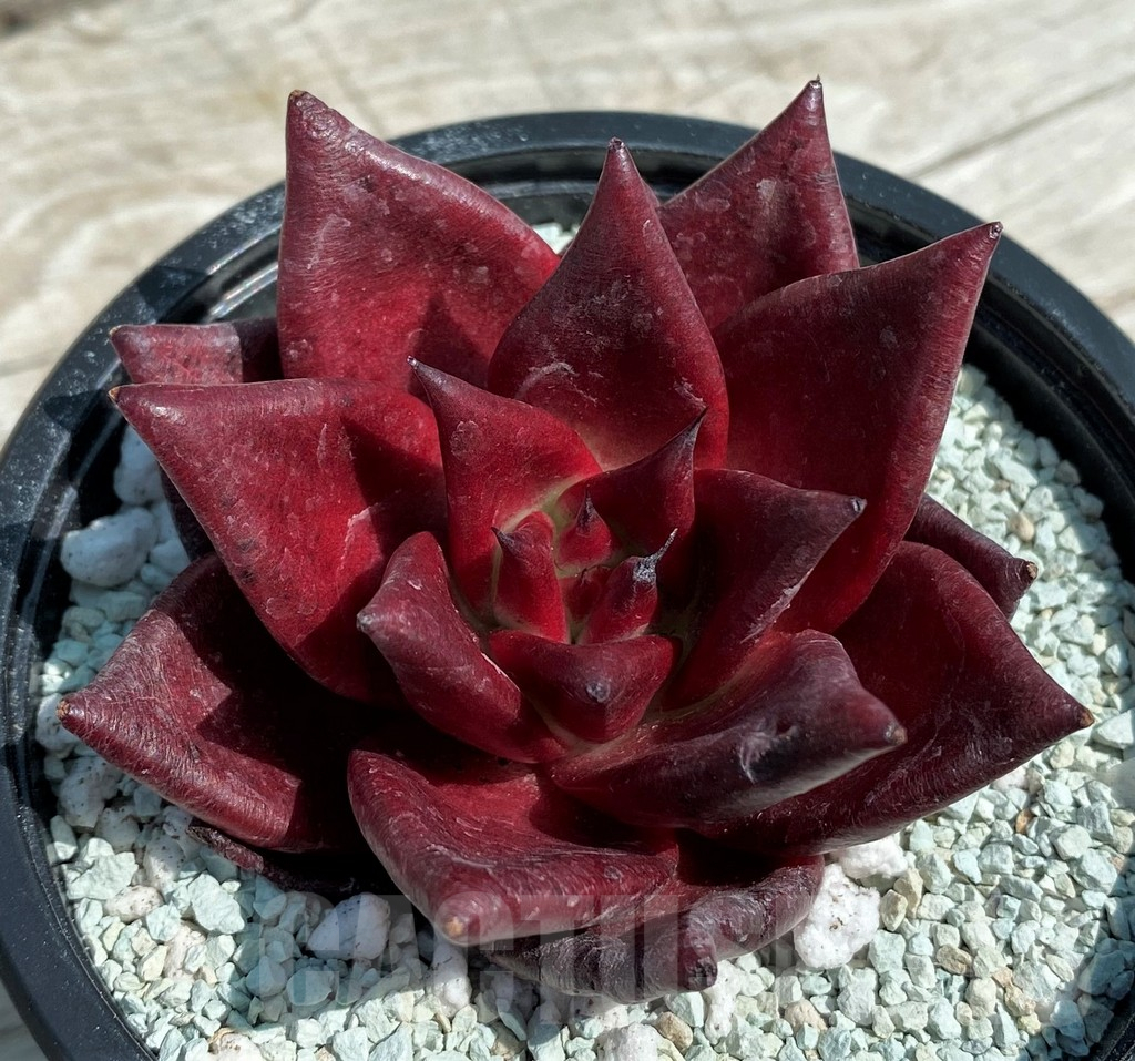 SH8560 Echeveria 'Robin'