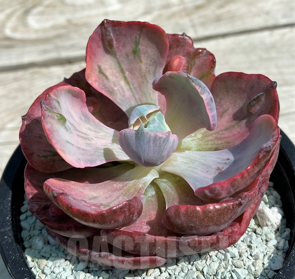 SH8562 Echeveria 'Moon Heart'