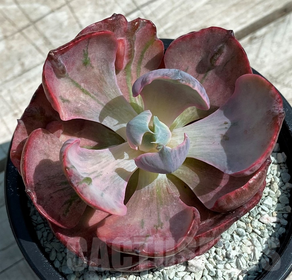 SH8562 Echeveria 'Moon Heart' - Image 2