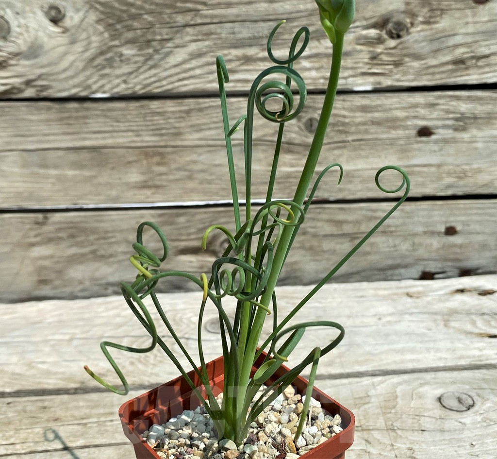 SH8563 Albuca spiralis - Image 2