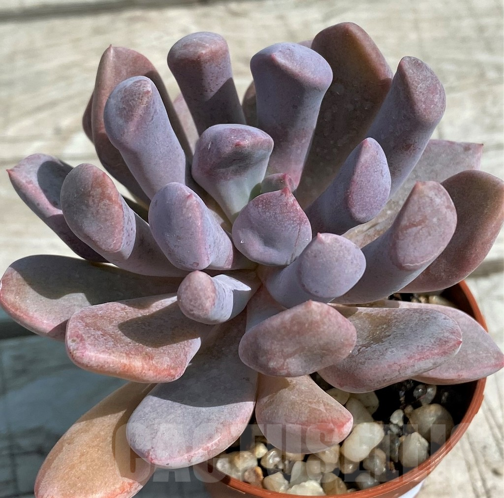 SH8523 Graptoveria 'Lilac spoons'