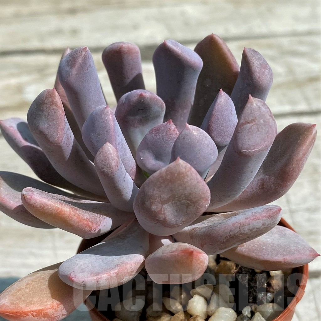 SH8523 Graptoveria 'Lilac spoons' - Image 2